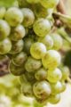 Icon of Raisins