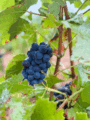 Icon of Pinot Noir