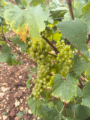Icon of Chardonnay