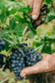 Icon of Vendanges 2025 Grappe Et Main